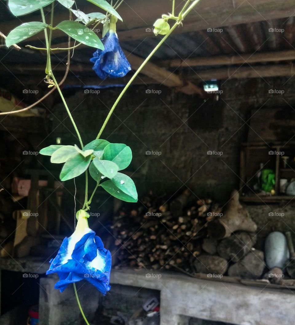 Hanging blue pea