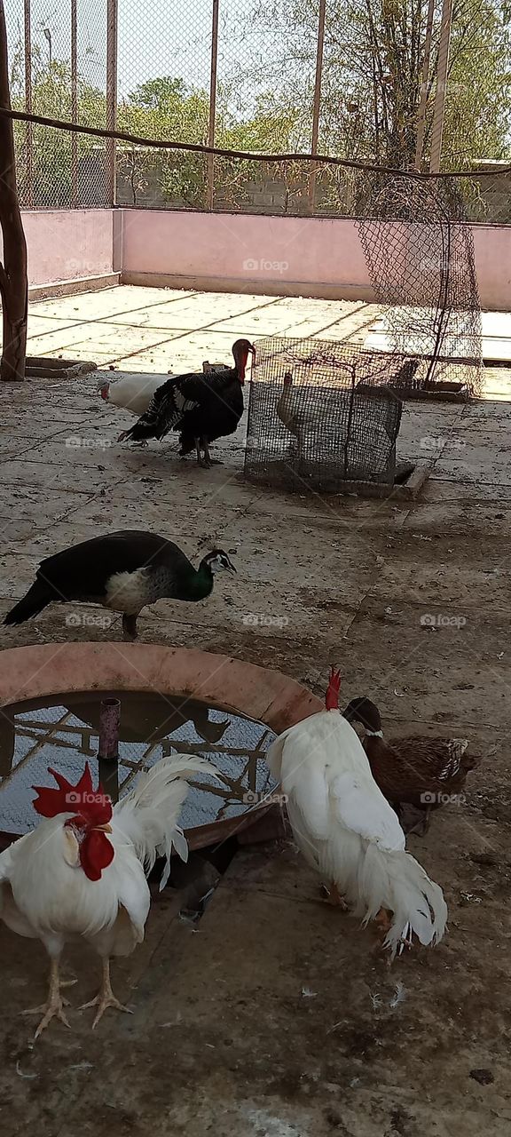 birds at garden