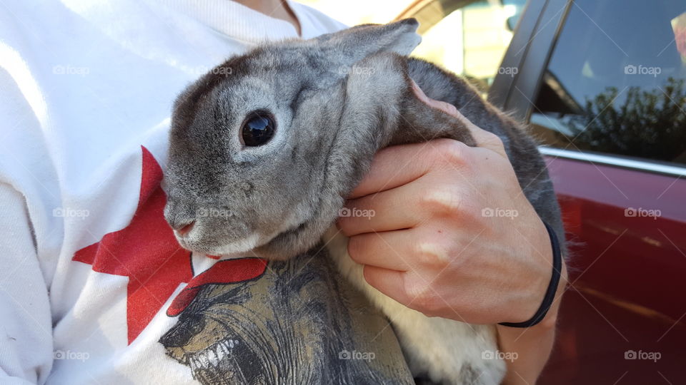 holding bunny