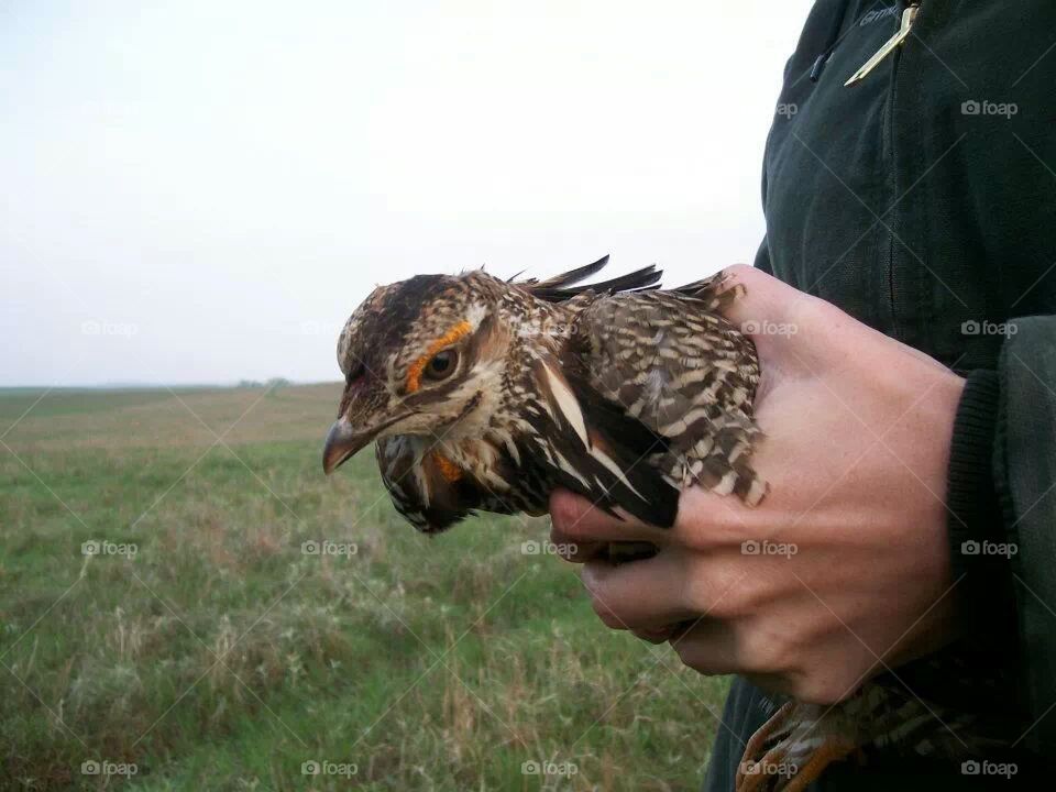 prairie chicken