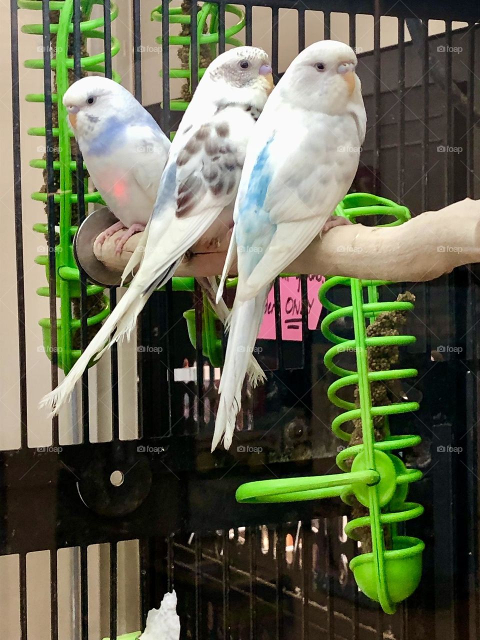 Very pretty birds parquets at the Pet Store 🌿🦜 