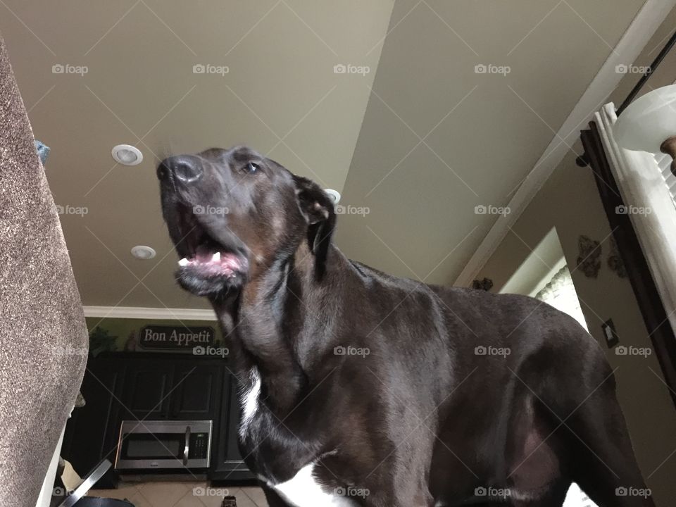 Dog, Mammal, Portrait, Pet, One