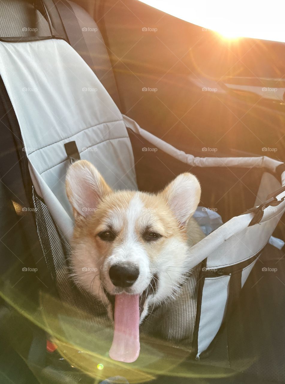 corgi travels and yawns in a hammock
