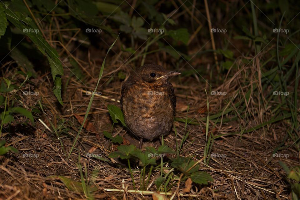 A baby blackbird staying in the bush.