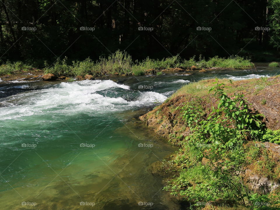 Beautiful green foliage covers the banks of Blue River as it rushes by on a sunny spring day in Western Oregon. 