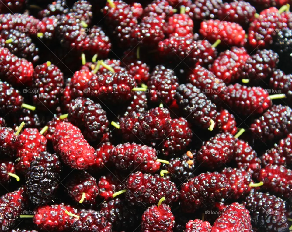 Mulberry