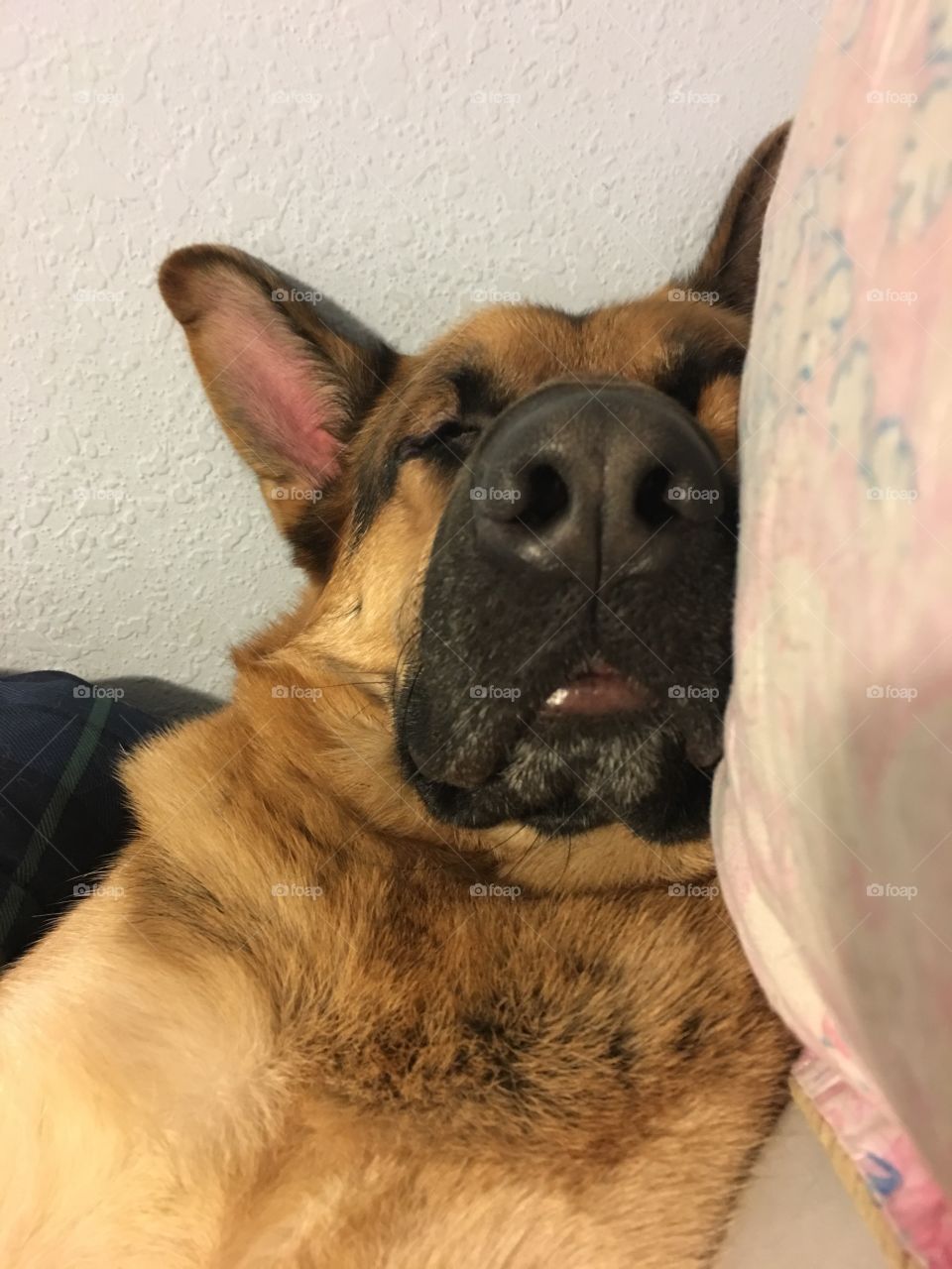 Tired German Shepherd loves sleeping on the bed😴