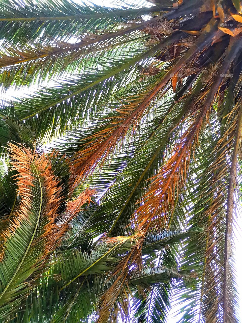 Hojas de palmeras verdes y doradas.