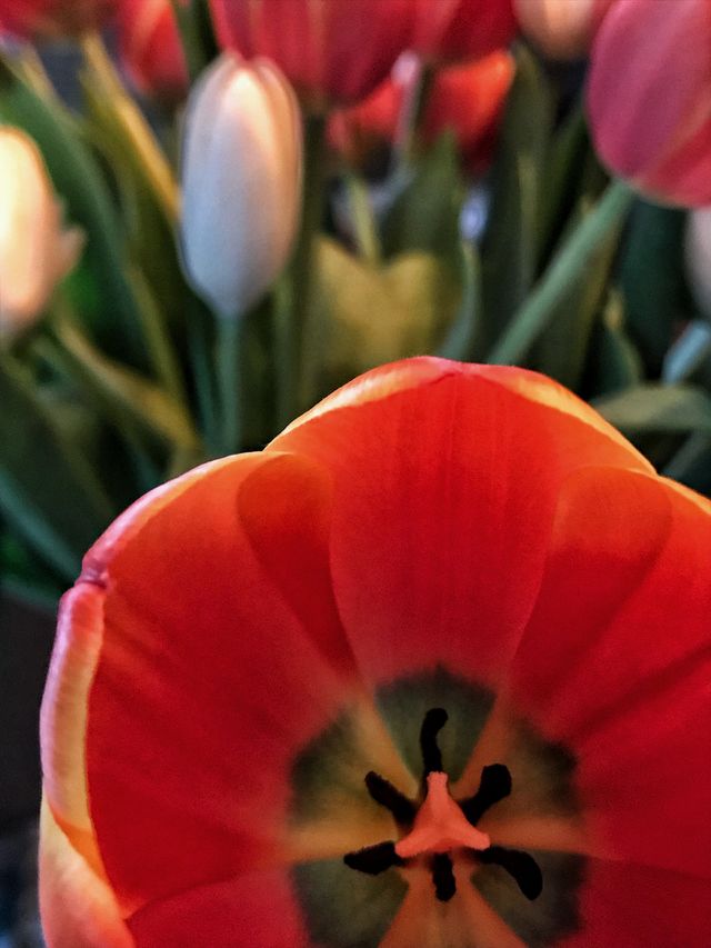 Tulips