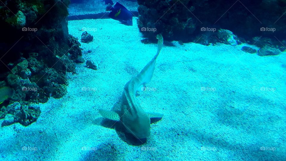 Musée Océanographique de Monaco