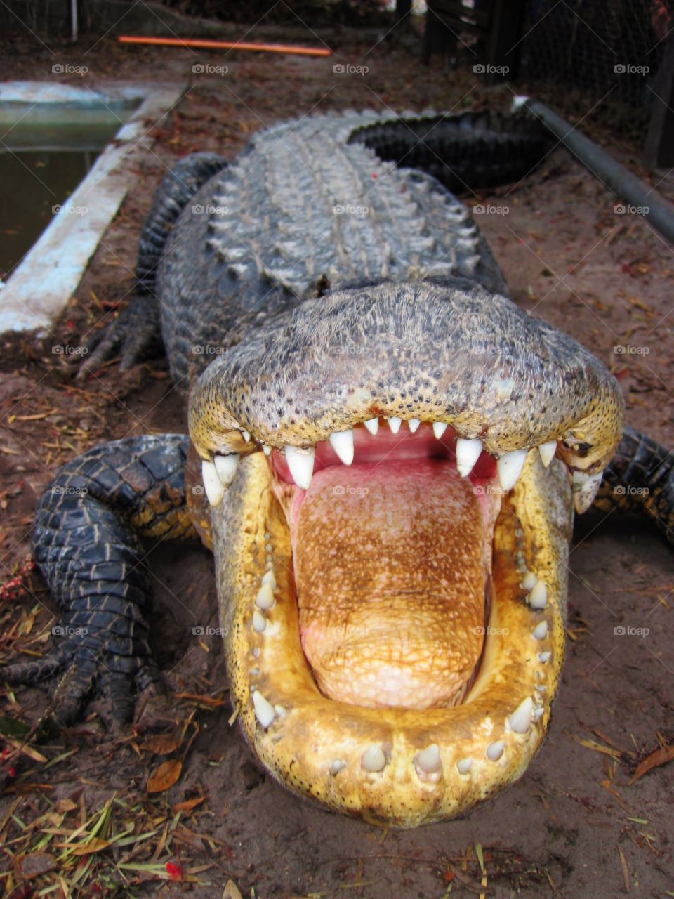 Alligator smile 