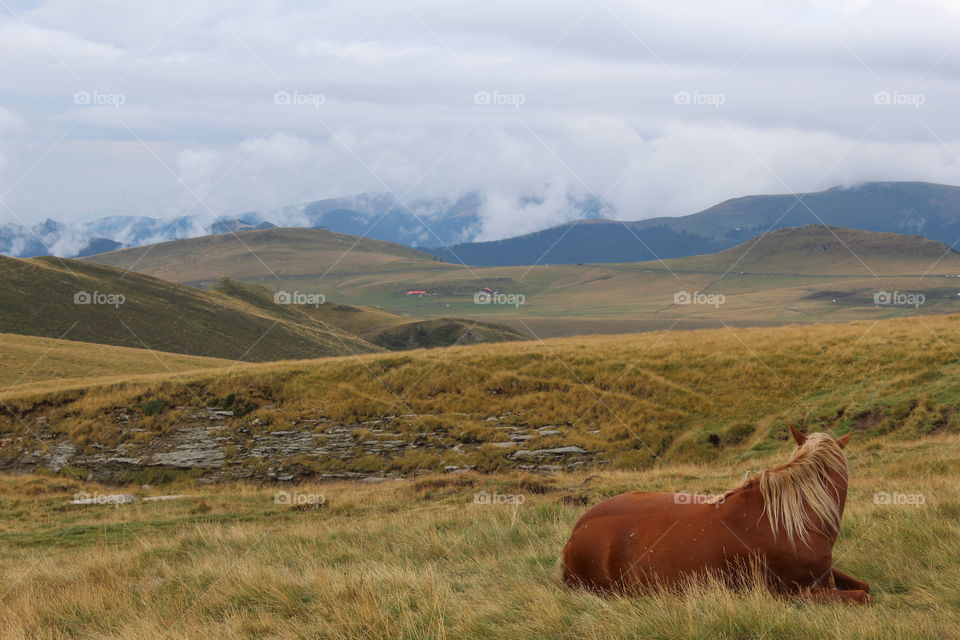 Horse resting on grassy field