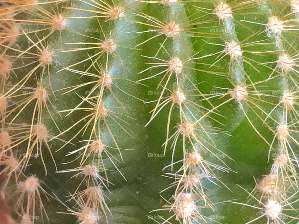 cactus