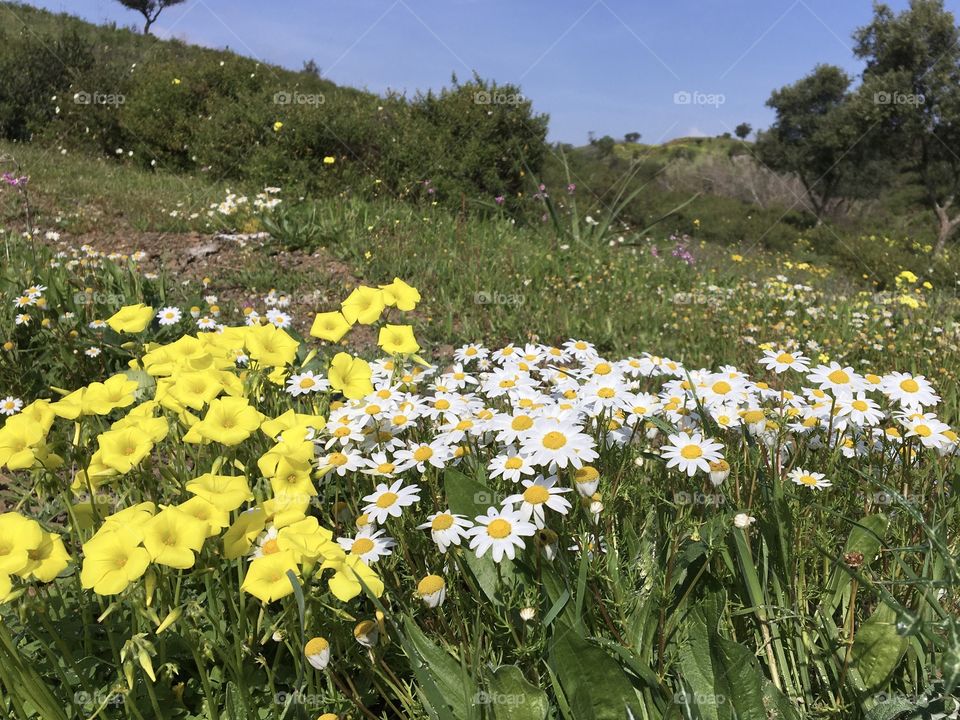 Walking among flowers in springtime fields 