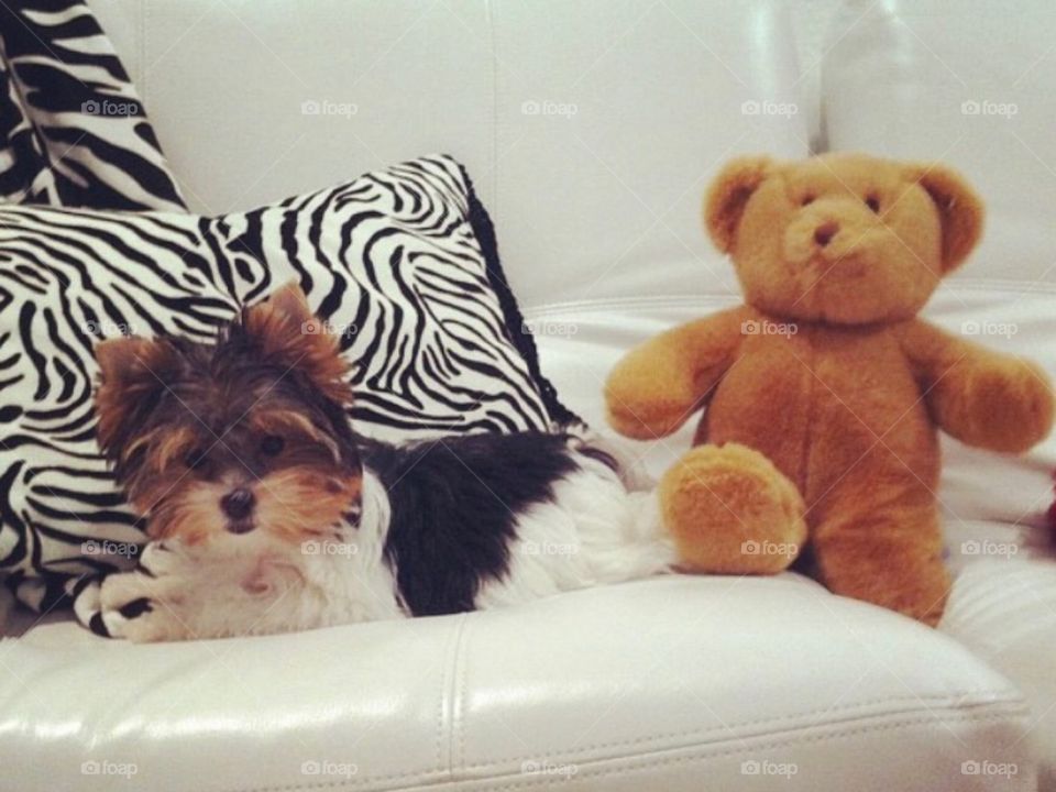Which is the teddy bear!?