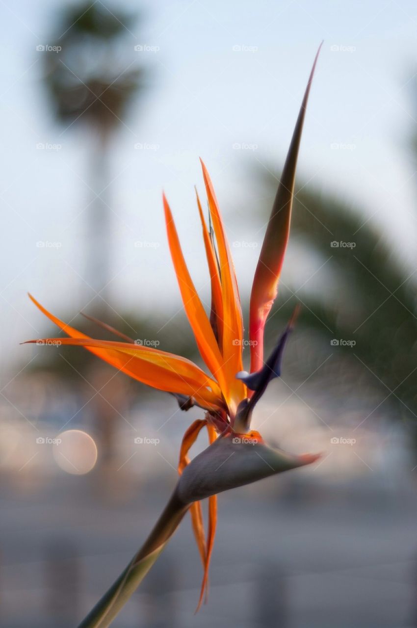 Close-up of orange flower