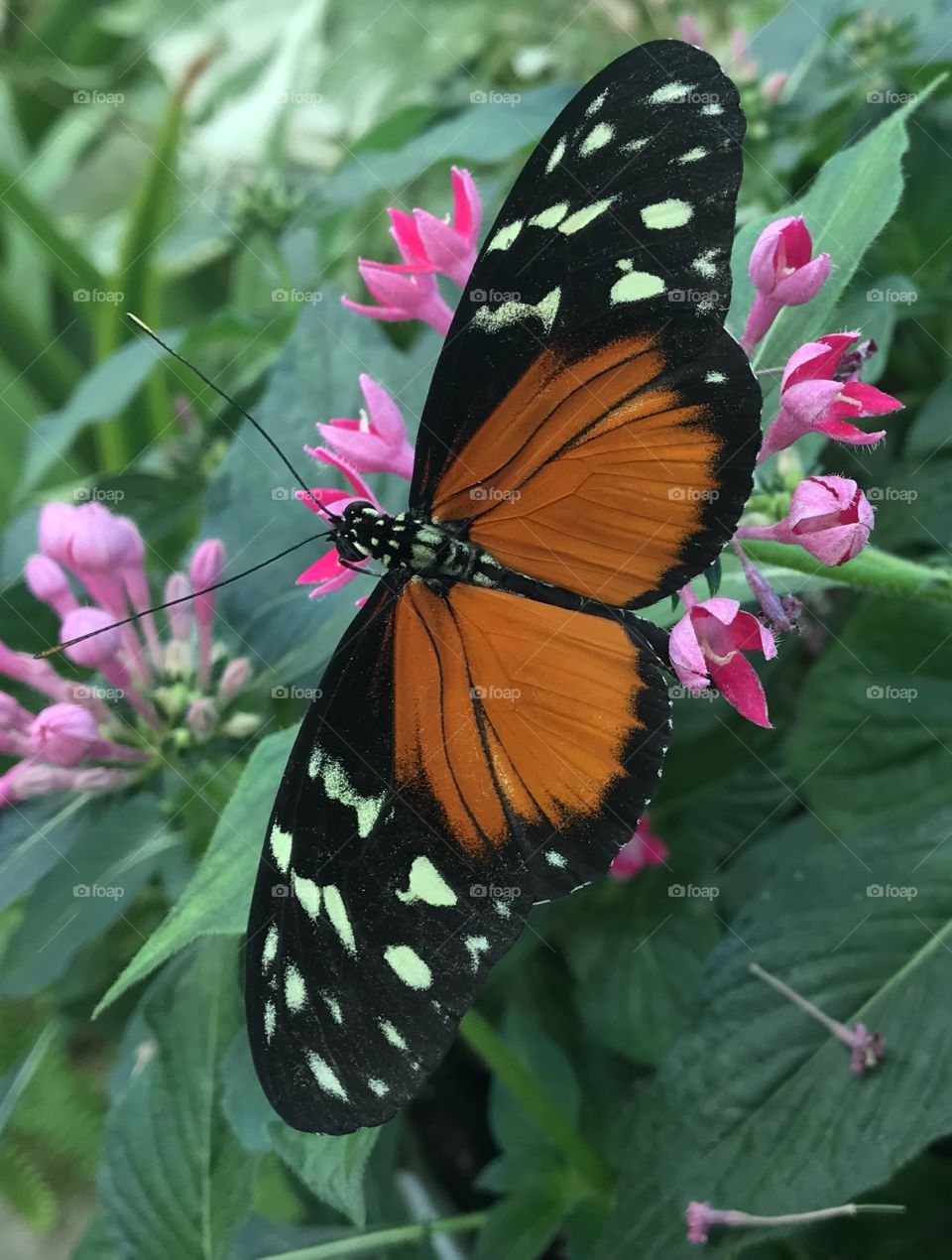 Pretty from any angle 