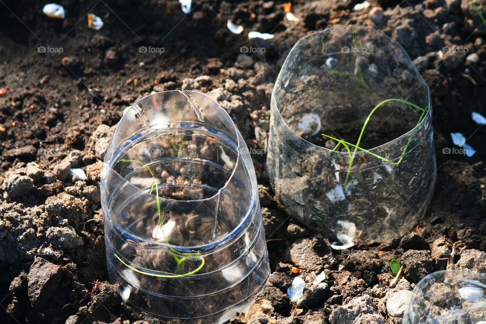 Low-cost home method of making your favorite plants warmer in the times of frost.