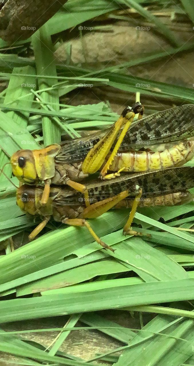 Grasshopper mating