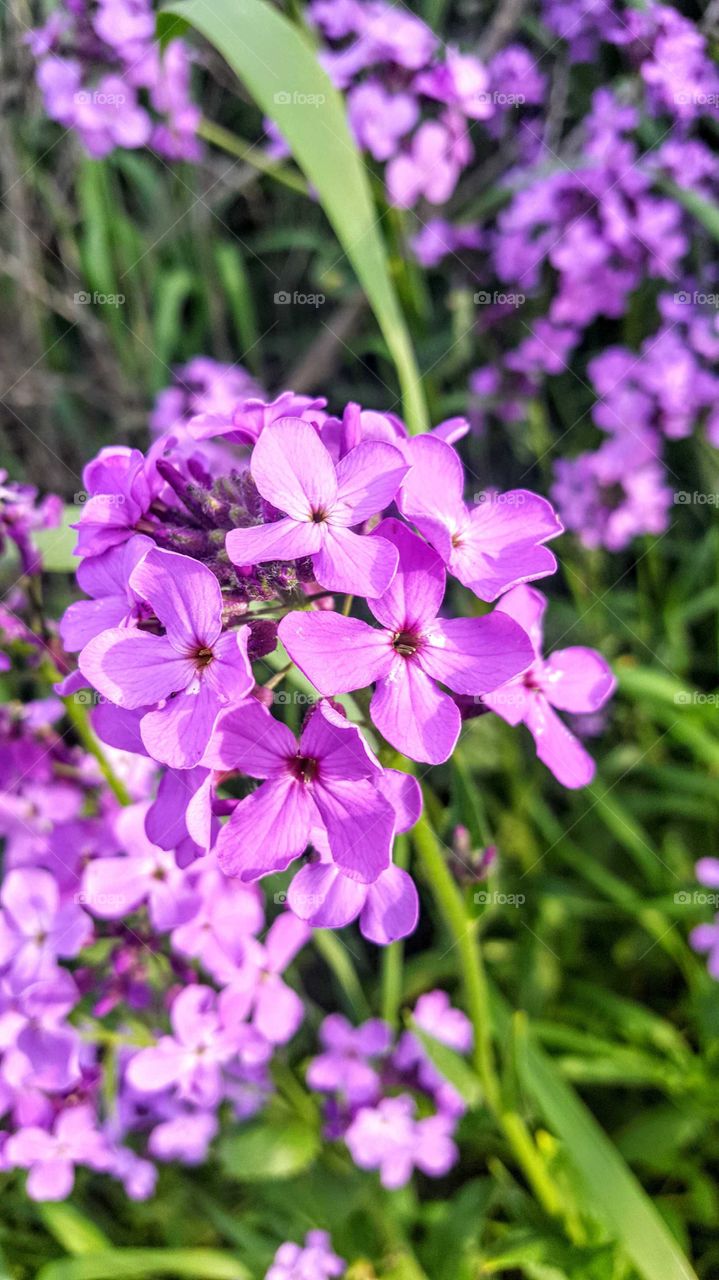 Hesperis matronalis in bloom