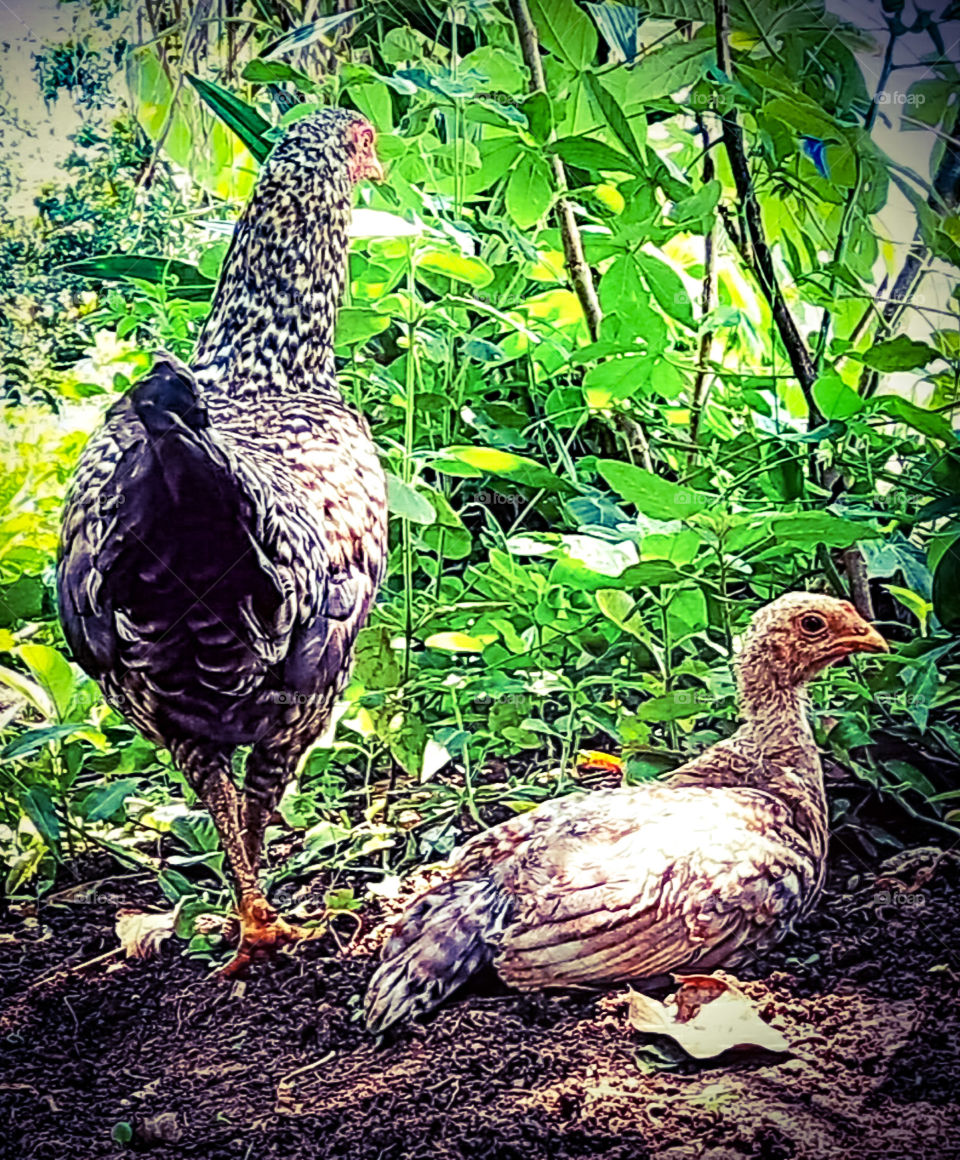 Rest area for the chiken