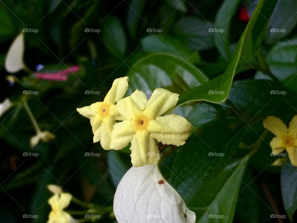 Flor Amarela 