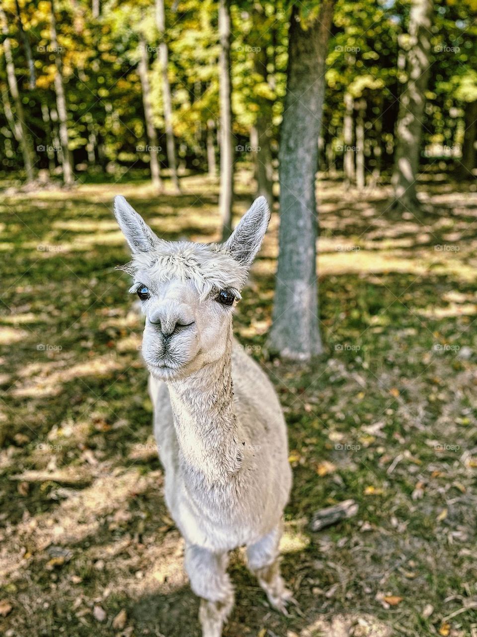 White alpaca on a farm in Ohio, friendly alpaca approaching you, alpacas in the Midwest, raised on a farm, cute farm animals, curious farm animals, smartphone photography, mobile photography, animals on the farm, fuzzy farm animals 