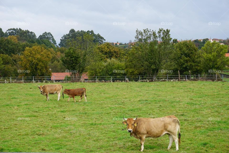 Cows#nature#ranch