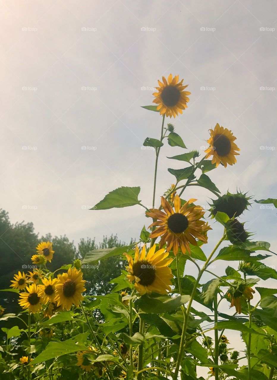 Sunflowers of Varying Heights