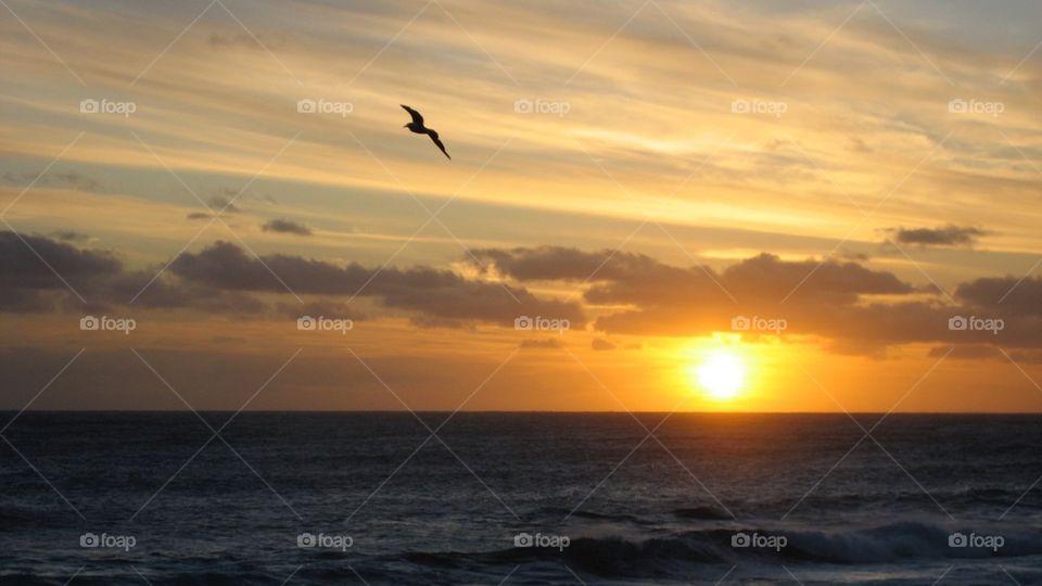Sunset with bird