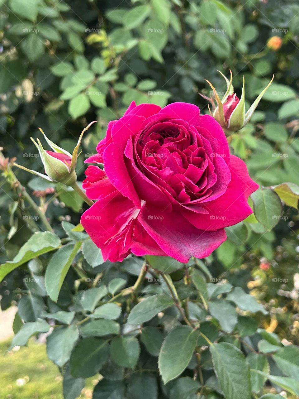 Pink roses in Yuanshan Flower Expo Park