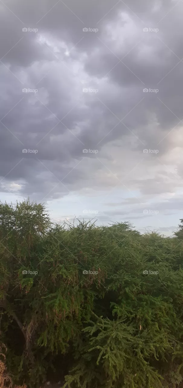 céu nublado e árvores