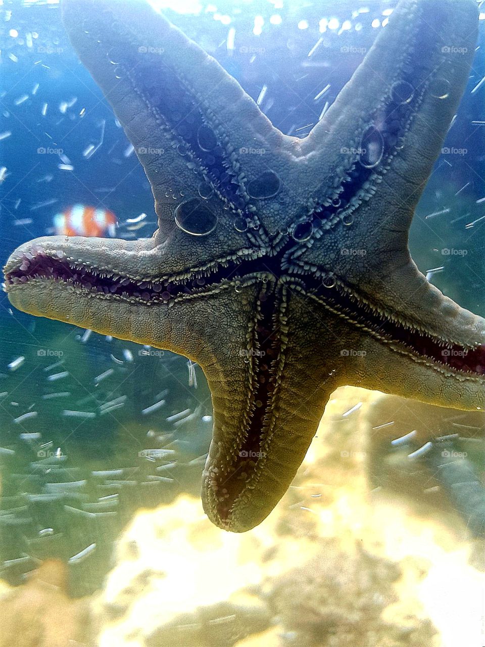 chocolate chip cookie starfish