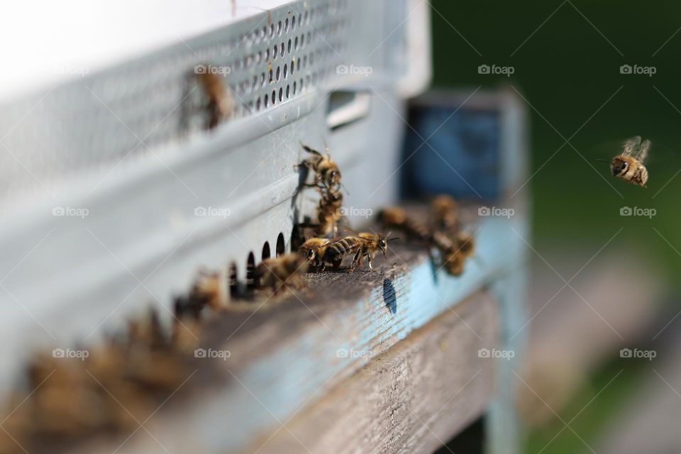 Birds& Bees- Nature in Motion