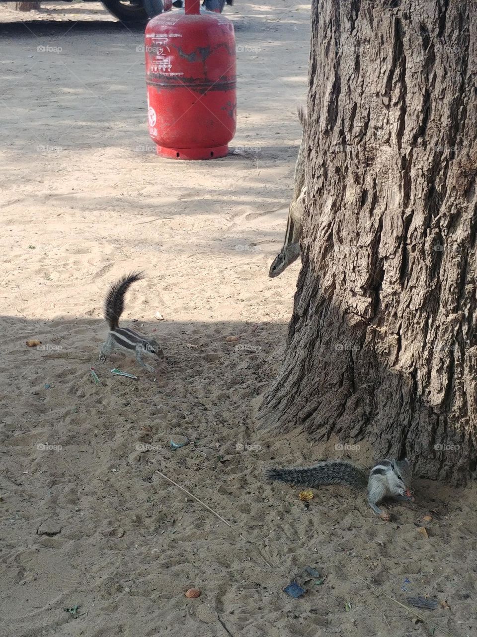 squirrels