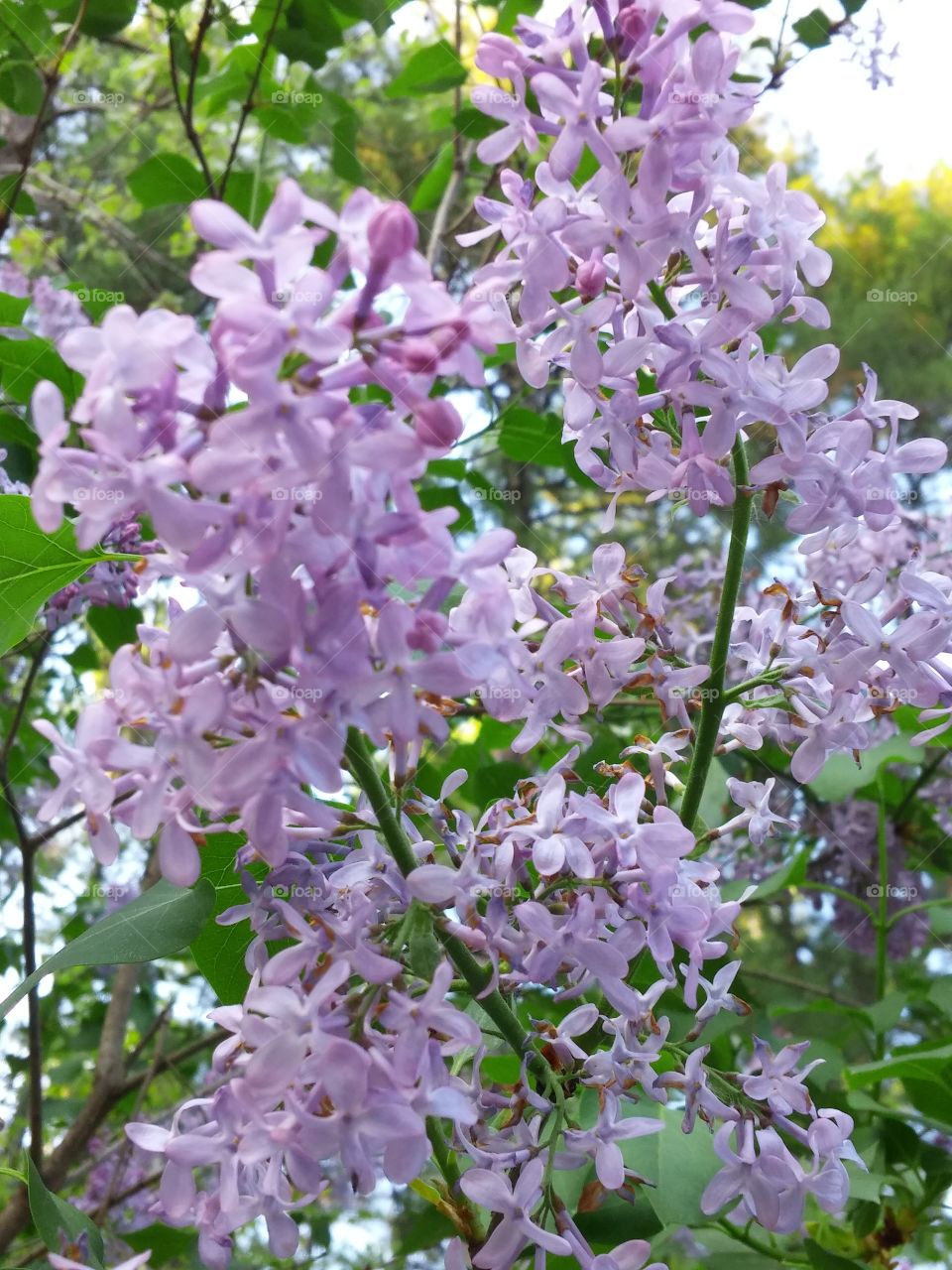 Lilacs