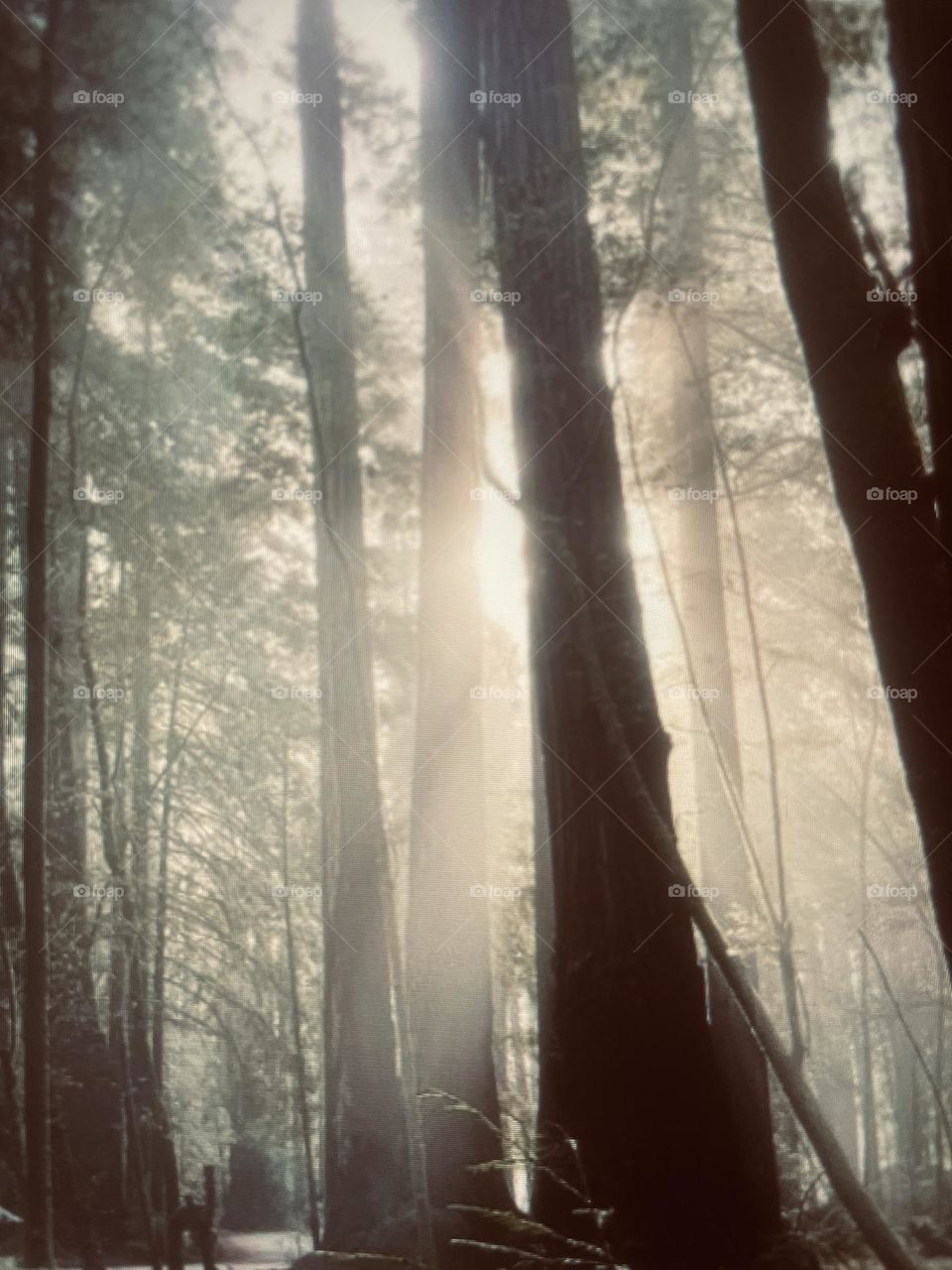 Enormous trees in a haze setting 