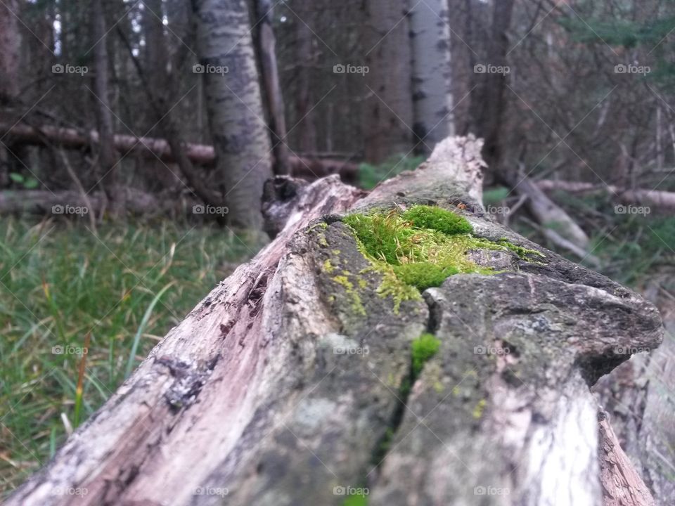 Moss on a log
