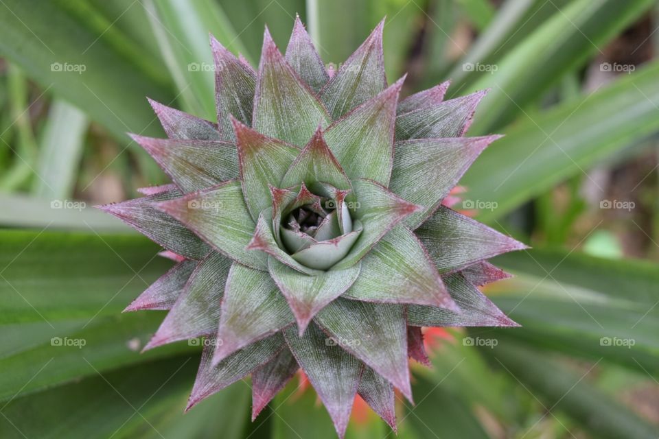 The flower of pineapple 