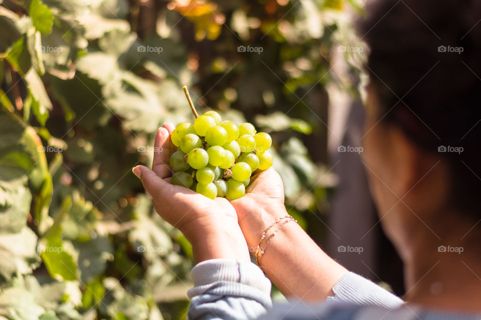 Green grapes 