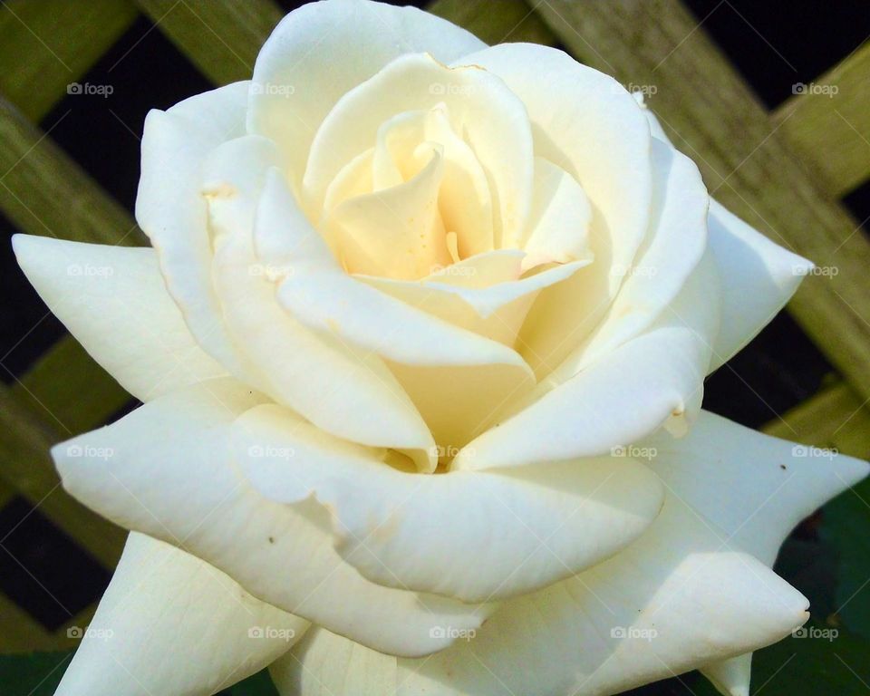White rose in garden sun.