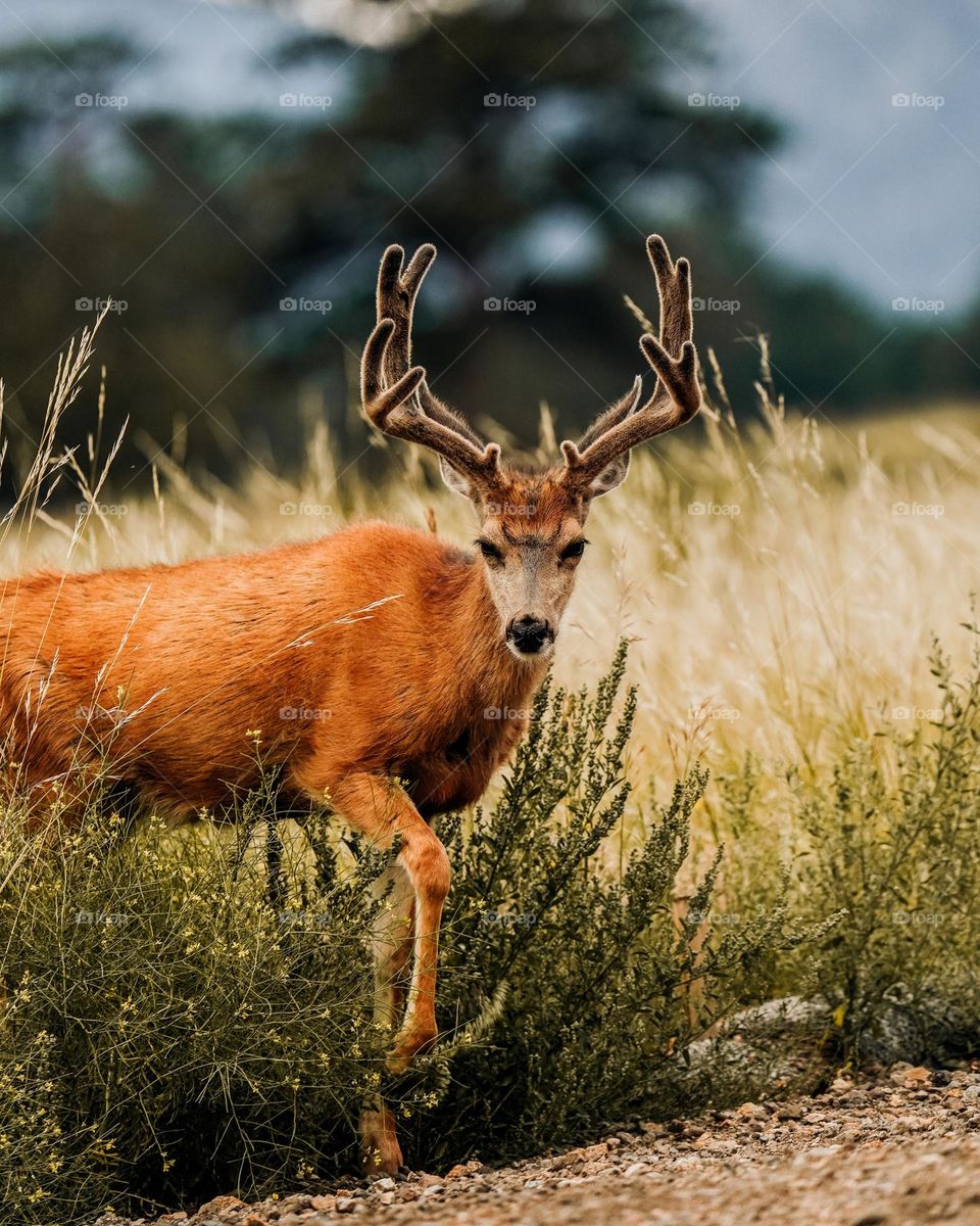 Beautiful brown colour deer