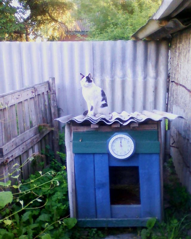 cat and dog