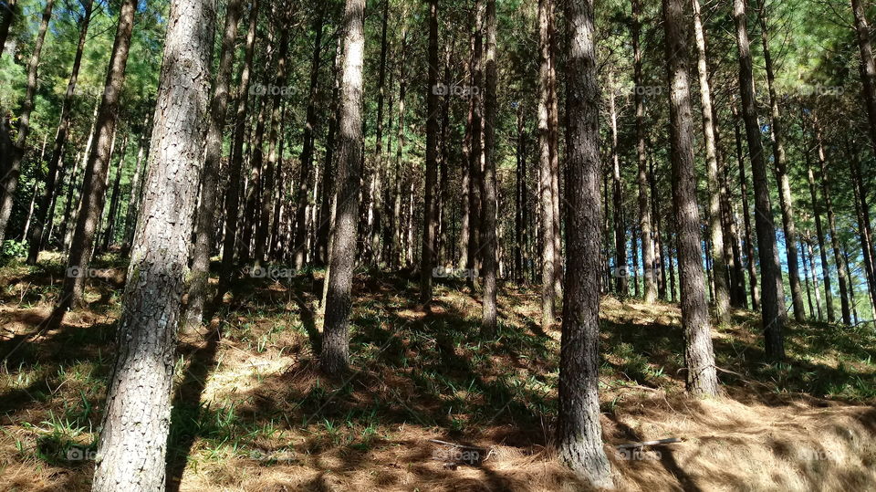 TRONCOS DE PINUS