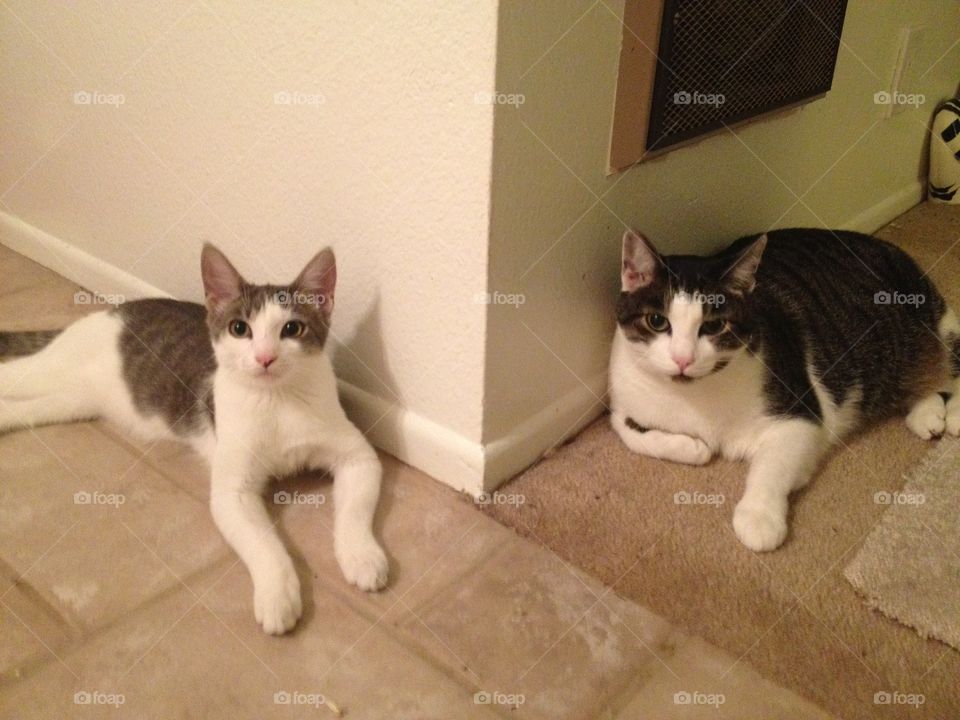 Cats-Ramesses and Cairo