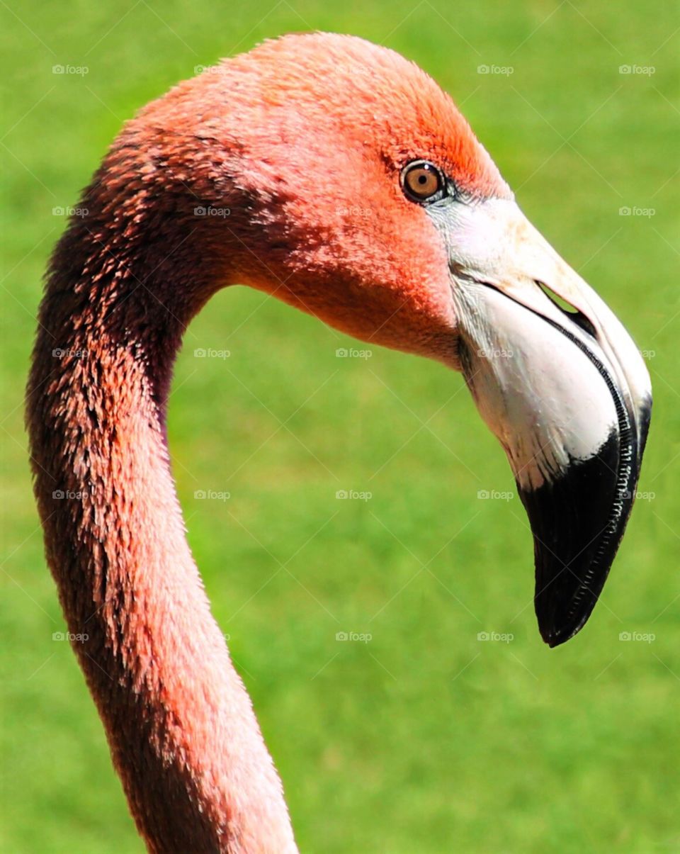 Pink Flamingo