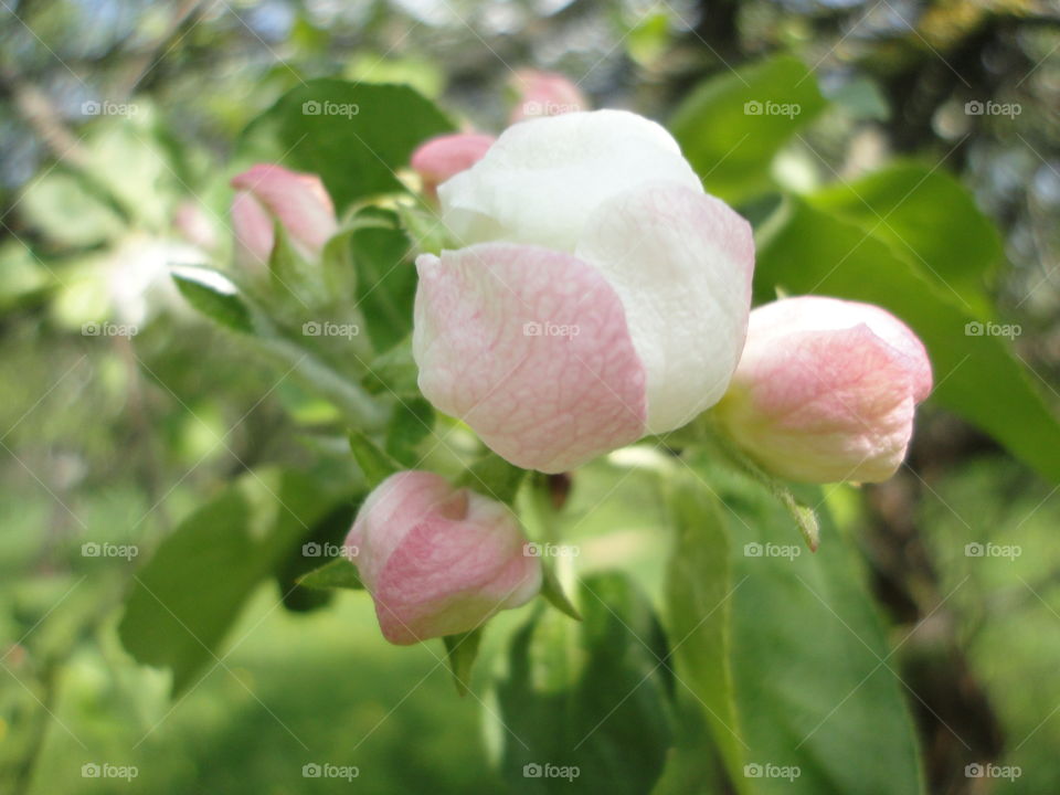 Nature, Leaf, Flora, Flower, Garden