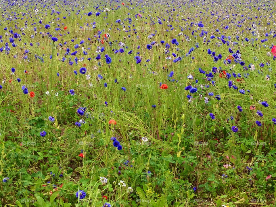 landscape flowers field flower by cabday