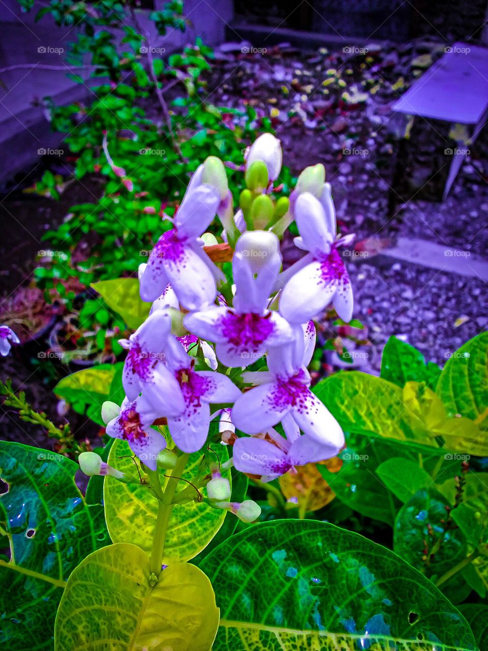 fresh flowers just blooming in the garden