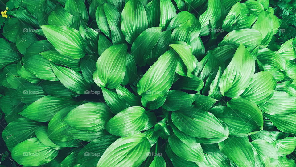 green leaves